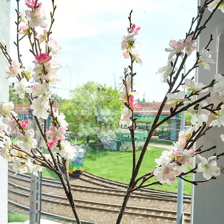 Pyza With Parking Zgoda 30